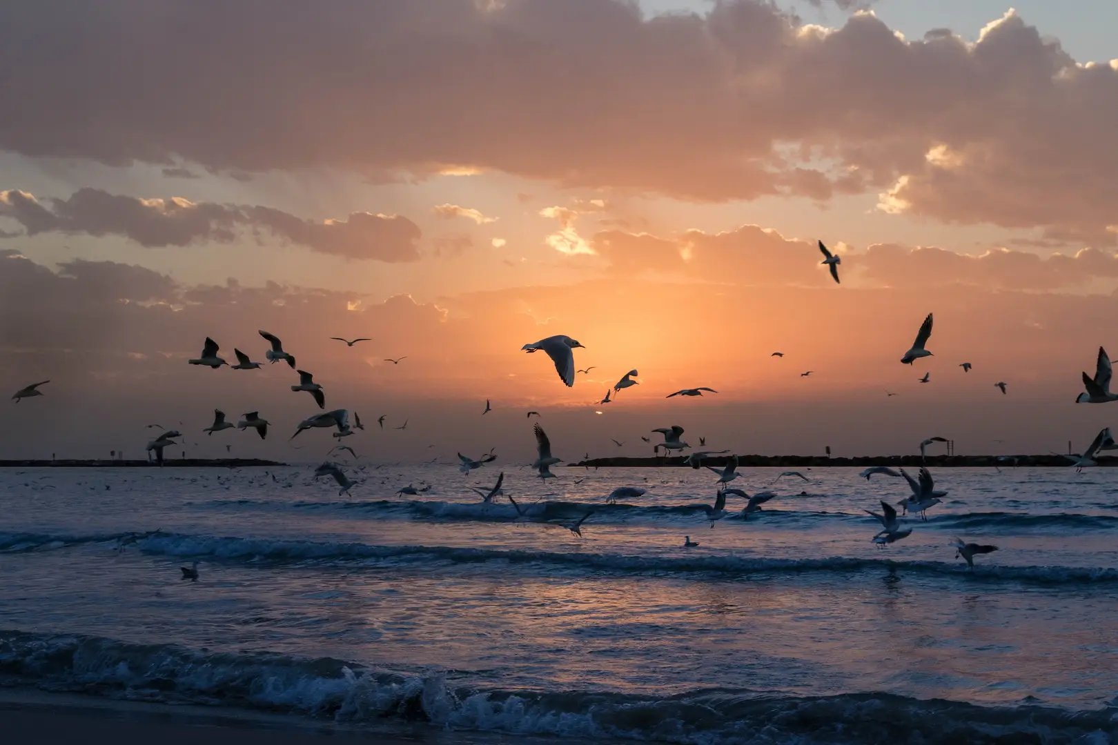 An image of birds flying over the ocean